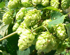 Humulus lupulus cascade for sale  Issaquah