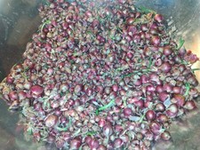 Organic egyptian walking for sale  Lawson