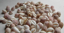 Cowrie shells 100 for sale  TWICKENHAM