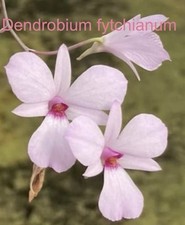 Dendrobium fytchianum bloom for sale  Bogalusa