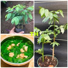 vegetable plants 1 for sale  Sarasota