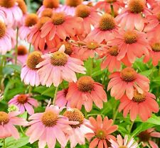 Echinacea coneflower red for sale  DEWSBURY