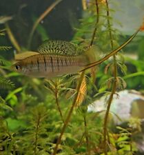 Live mountain swordtail for sale  New Bedford