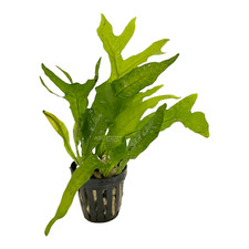 Java fern thor for sale  Fontana