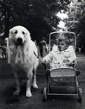 Vintage animali pastore usato  Roma