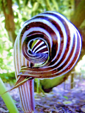 Arisaema fargesii cobra for sale  Cortlandt Manor