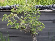 Bonsai wunderbare uralte gebraucht kaufen  Dresden