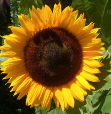Tournesol geant californie d'occasion  La Coquille