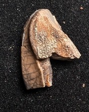 Hadrosaur tooth rare for sale  Joplin