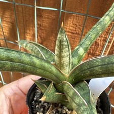 Sanseveria boncel starfish for sale  San Diego