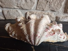 Coquillage benitier tridacna d'occasion Coquillage benitier tridacna d'occasion  France