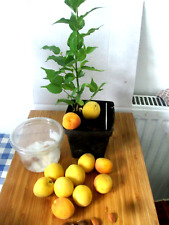 Sweet sekerpare apricot for sale  LONDON