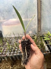 Ribbon palm seedlings for sale  New Smyrna Beach