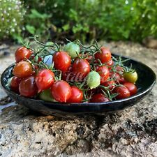 Cherrytomate paulina secret gebraucht kaufen  Eichstätt