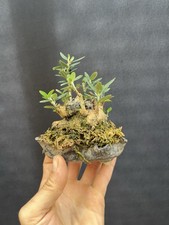 Olive mame bonsai for sale  Wallkill
