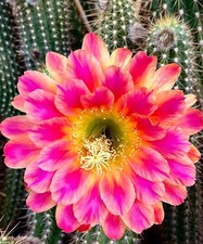 Ibrido trichocereus bamboi usato  Spedire a Italy