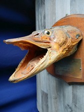 1948 taxidermy muskie for sale  West Bend