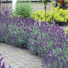Scented english lavender for sale  BELLSHILL