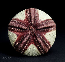 Seeigel sea urchin gebraucht kaufen  Mönchengladbach