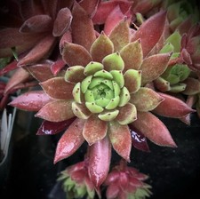 100 colorful sempervivum for sale  Portland