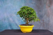 Parrot beak pre for sale  North Fort Myers