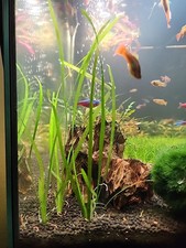 Pianta acquario vallisneria usato  Irma