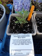 pereskia for sale pereskia for sale MALDON
