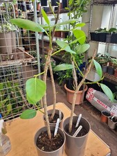 Banyan tree ficus for sale  WEMBLEY