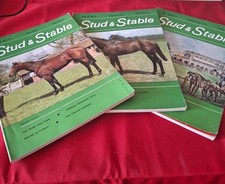 Stud stable horse for sale  STANSTED
