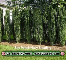 Sky pencil holly for sale  Mcminnville