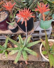 Aloe swynnertonii pot for sale  Houston