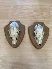 Rehgeweihe rehschädel geweihe gebraucht kaufen  Düsseldorf