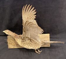 Pheasant mount for sale  Downers Grove