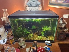 Fish aquarium tetras for sale  Cabool
