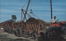 Cartão postal agrícola Porto Rico San German, PR Zafra de Cana, colheita de cana-de-açúcar comprar usado  Enviando para Brazil
