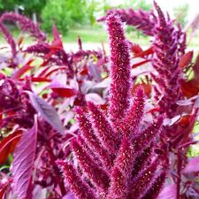 Amaranth garden foxtail for sale  Shipping to Ireland