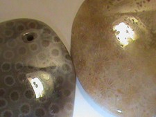 Big fossilized coral for sale  North Kingstown