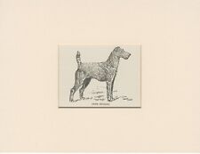 Irish terrier old for sale  COLEFORD