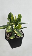 Crassula Solana  na sprzedaż  PL