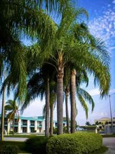 Queen palm seeds for sale  Pompano Beach
