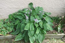 992 hosta sieboldiana d'occasion  Maintenon