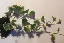 White variegated rooted for sale  LINCOLN
