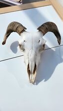 Large ram skull for sale  EVESHAM