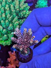 Acropora sp. pink for sale  RUGBY