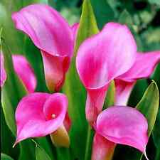 Graines calla zantedeschia d'occasion  La Chapelle-Saint-Mesmin