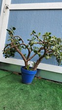 Lot large jade for sale  Los Angeles