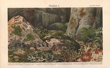Flechten flechte lithographie gebraucht kaufen  Lauenburg/ Elbe