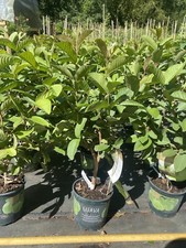 Mexican white guava for sale  Tampa