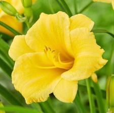 Easy grow daylily for sale  Milwaukee