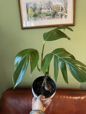 Common epipremnum herb for sale  FELIXSTOWE